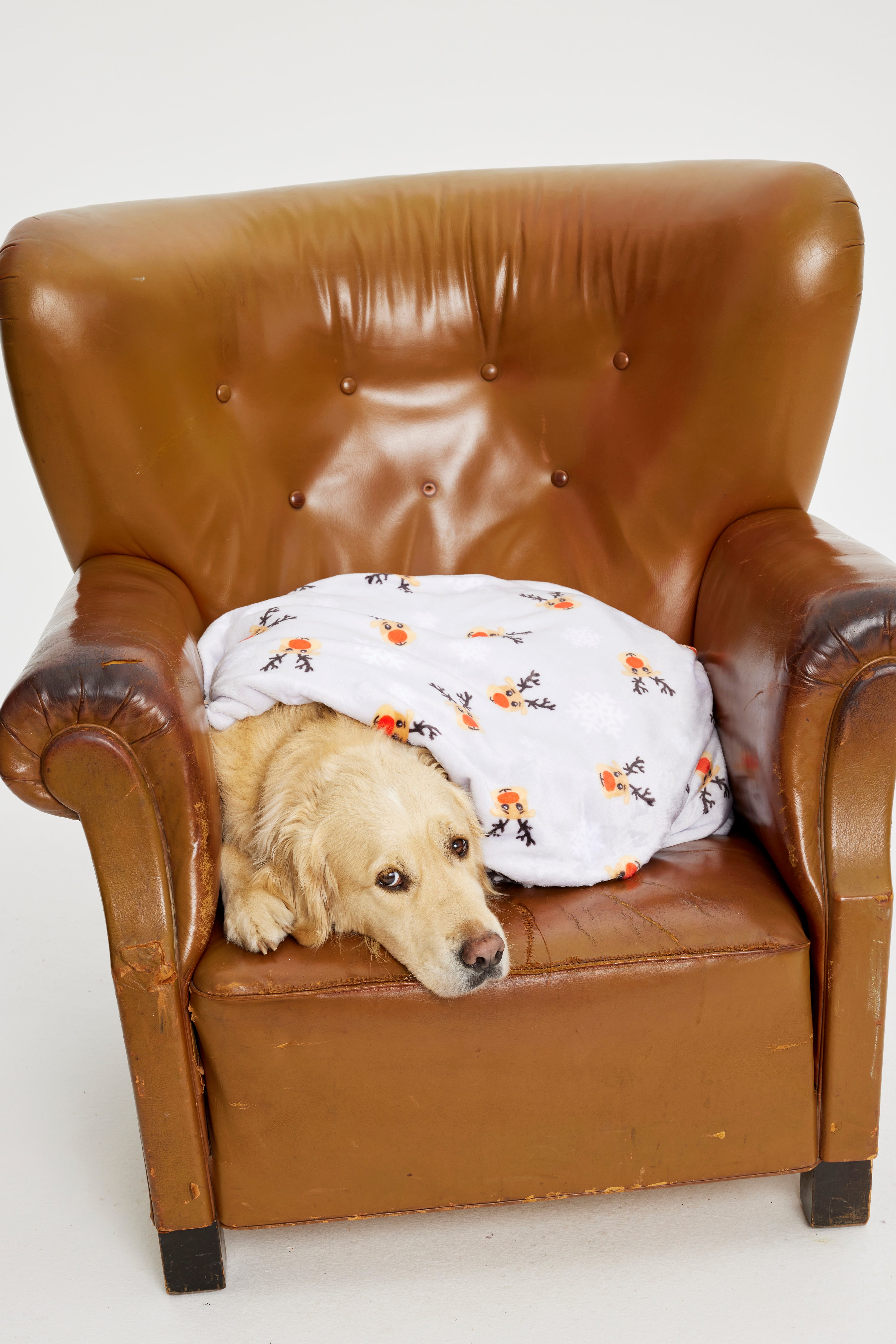 Ein Hund in einem Stuhl mit einer Weihnachtsdecke.